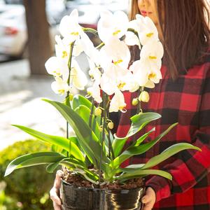 SETANGKAI ANGGREK BULAN (COVER)