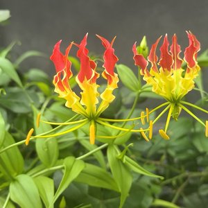 洛洛，那朵沙哑的花