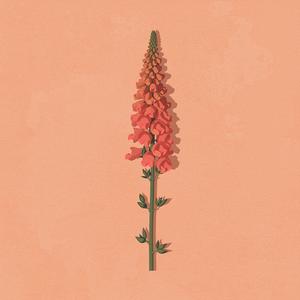 Antirrhinum