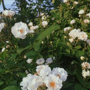 属于夏天的0.25秒回忆(Pro.Furyl)