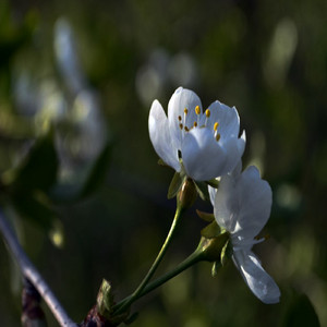 Jambo (Original Mix)