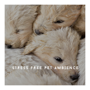 Sleepy Music For Tired Dogs