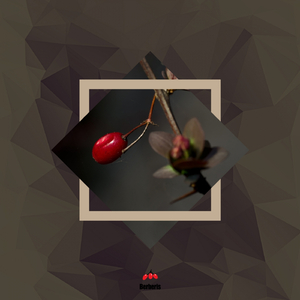 Morning Dream (Original Mix)