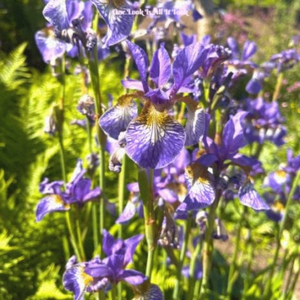 Red Hot And Blue Rhythm