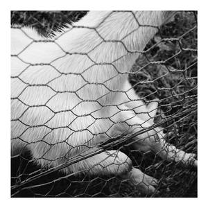 Ruminant (home version)