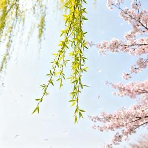 温习 (Cover 徐怀钰)