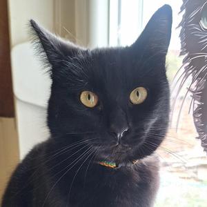 Rekaxing music for cats (feat. Petar Juras)