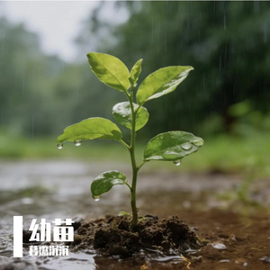 一碗星辰（温柔版）