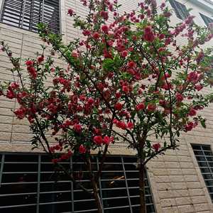 从你眼里的灿若星河