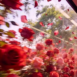 九千九百九十九朵玫瑰花