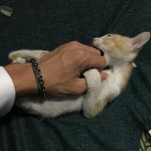 我怀念的（男声吉他弹唱）