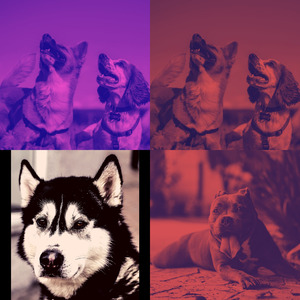 温和可爱的狗梦想