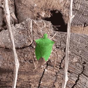 Lonely Light Returns