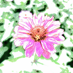 North Wind And Flowers