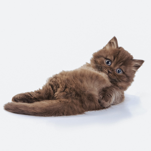 Колёсные приматы