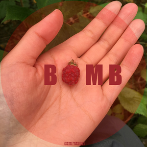 丛林浆果炸弹（Jungle Berry Bomb）