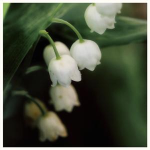 muguet