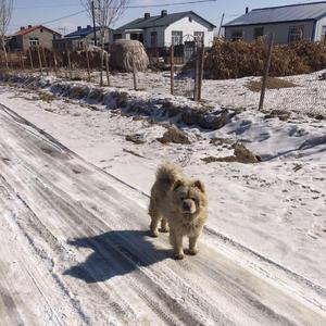 少年的北方故事