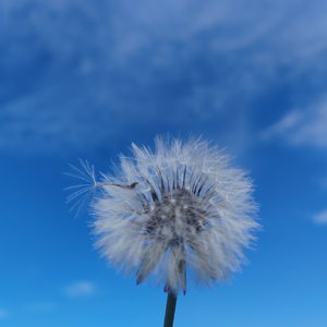 风中