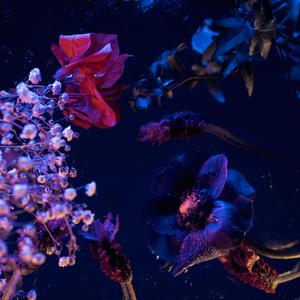 Bougainvillea (Buganvília)