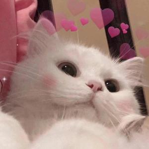 LAZY CAT(Prod By Ljx Ghost)