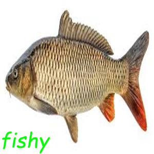 fishy (my pet carp)
