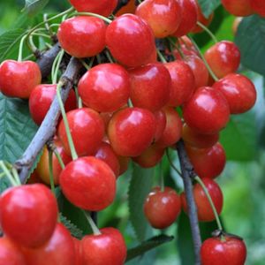 爱一直都在这里