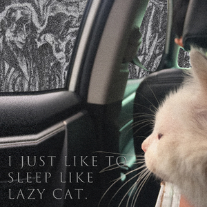I just like to sleep like lazy cat