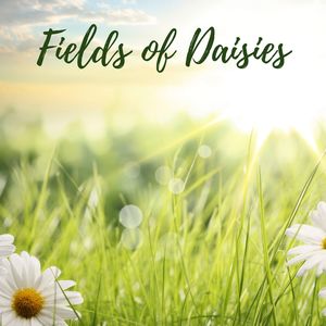 Colors of the Forest