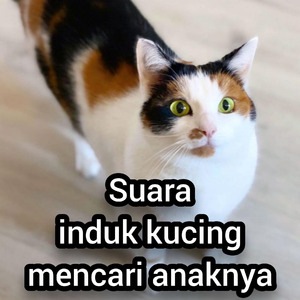 Suara Induk Kucing Mencari Anaknya (Live)