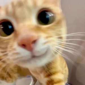 这是我的好朋友外星猫！