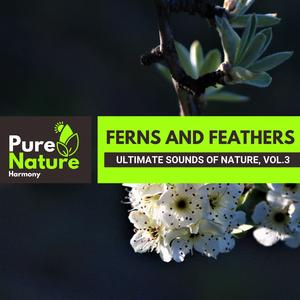 Quite Rain and Cheering Birds