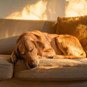 Lofi Para Perros Al Atardecer