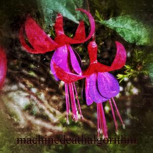 fuchsia
