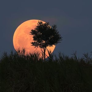 碎月拾荒