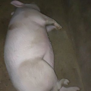 ความชอบเป็นอารมณ์