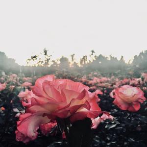 离花香 (Prod By PUNISHME)