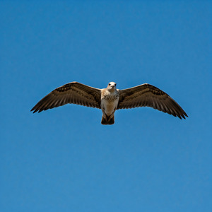 大空へ羽ばたく渡り鳥