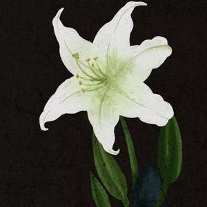百合