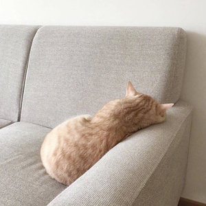 闻战（Cover i2star）