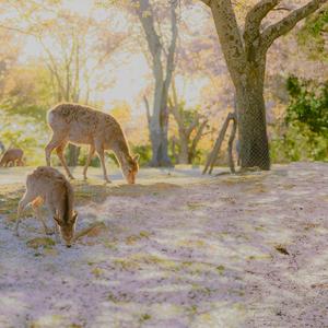 君が桜の雨の中にいる
