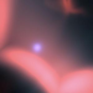 1292025: Pachira glabra, Holy Tree Surviving In Winter's Afternoon Despite Being Placed in the Southwest Direction