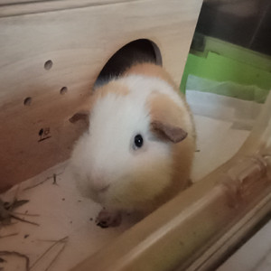 お日様 (Acoustic Ver.)