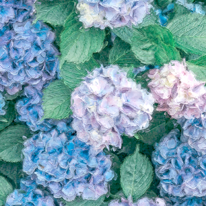 Hydrangea