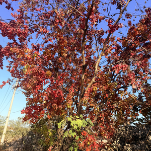 燃烧时间的舞池幻梦.wav