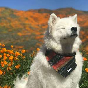 随波逐流，人云亦云c