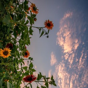 你爱我的一百种样子