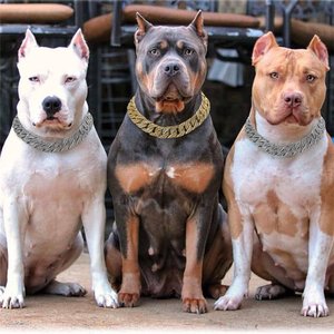 Голодные собаки