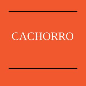 Cachorro