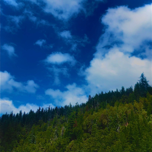 Route 112 (Dkid's forest)